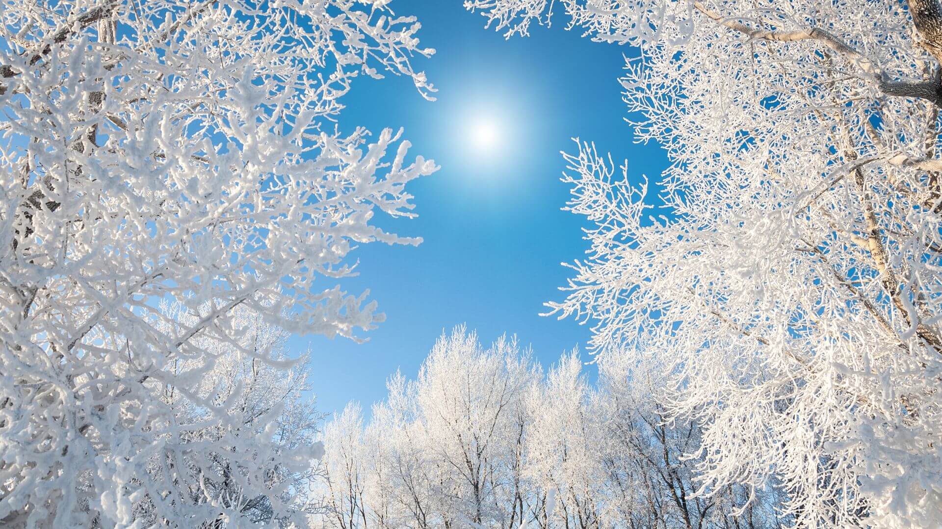 Arbres gelés sous un ciel bleu, symbolisant la saison hivernale, propice à l’introspection et à l’harmonisation énergétique en médecine chinoise.